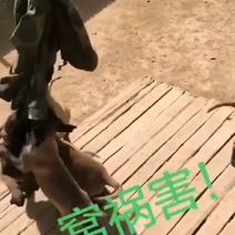 精品黑马马犬。高动力马犬。适合看家护院。适合放牛羊。