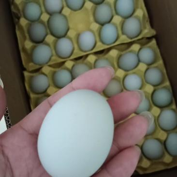 湖南绿壳鸡蛋，420枚精品绿壳，大中小码全一手货源。