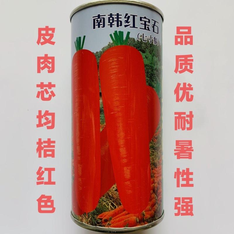 南韩引进原种胡萝卜品种红宝石七寸参胡萝卜种子南北方红