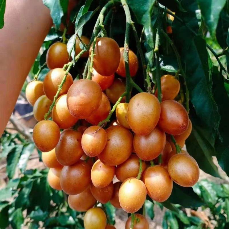 黑金刚