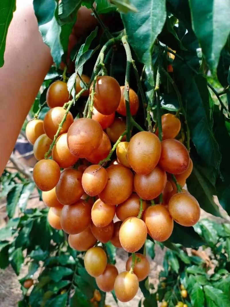 黑金刚
