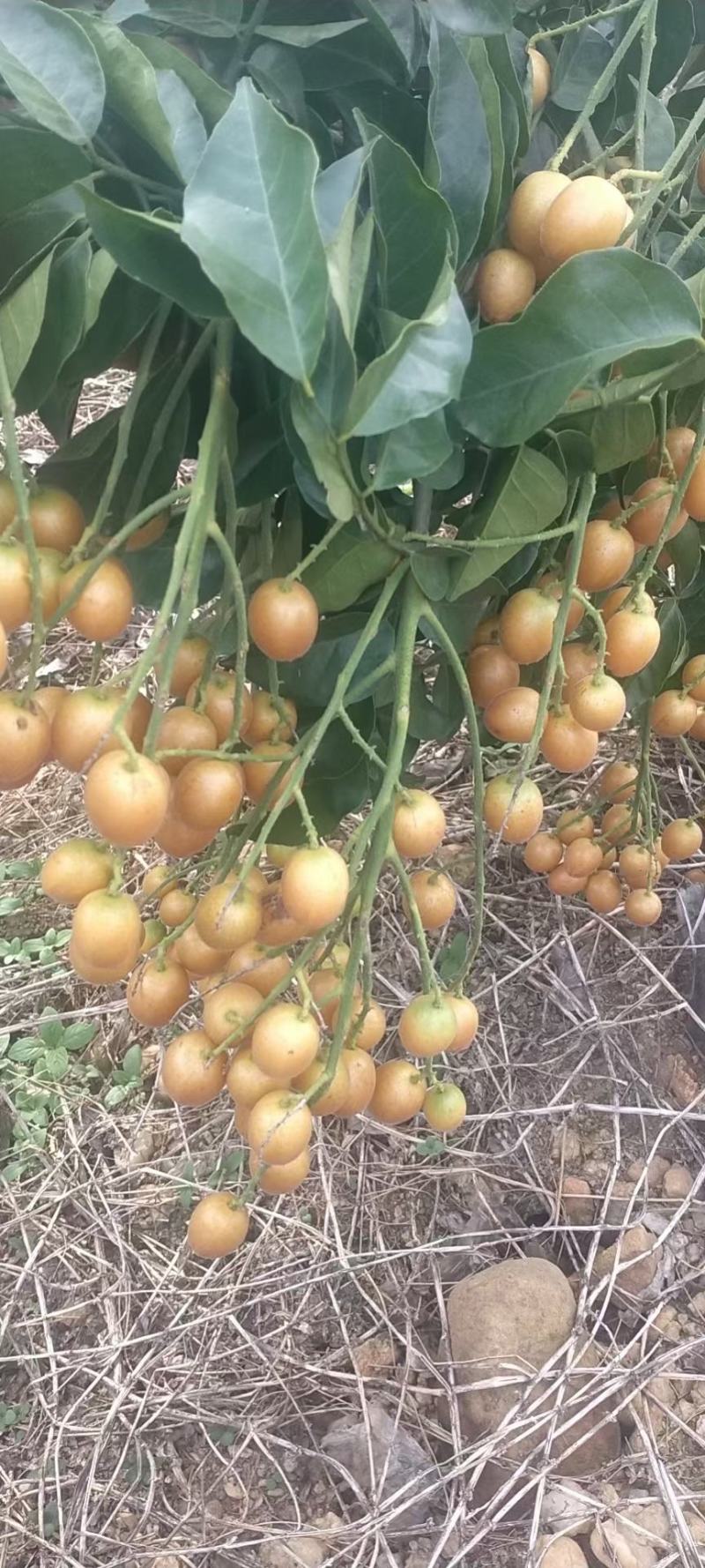 黑金刚