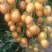 黑金刚