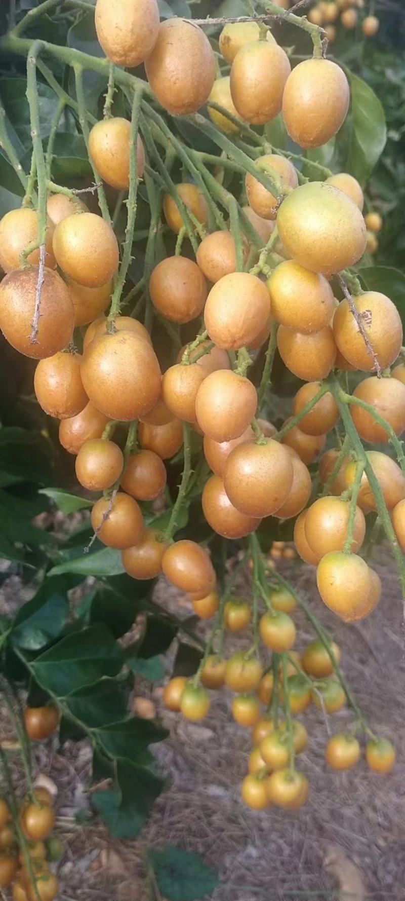 黑金刚
