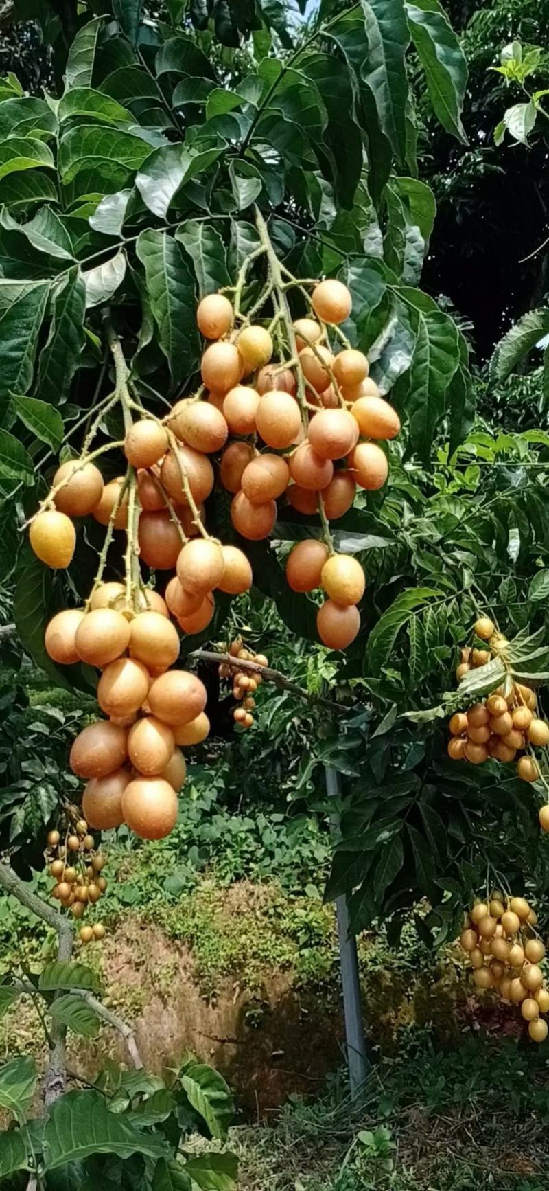黑金刚