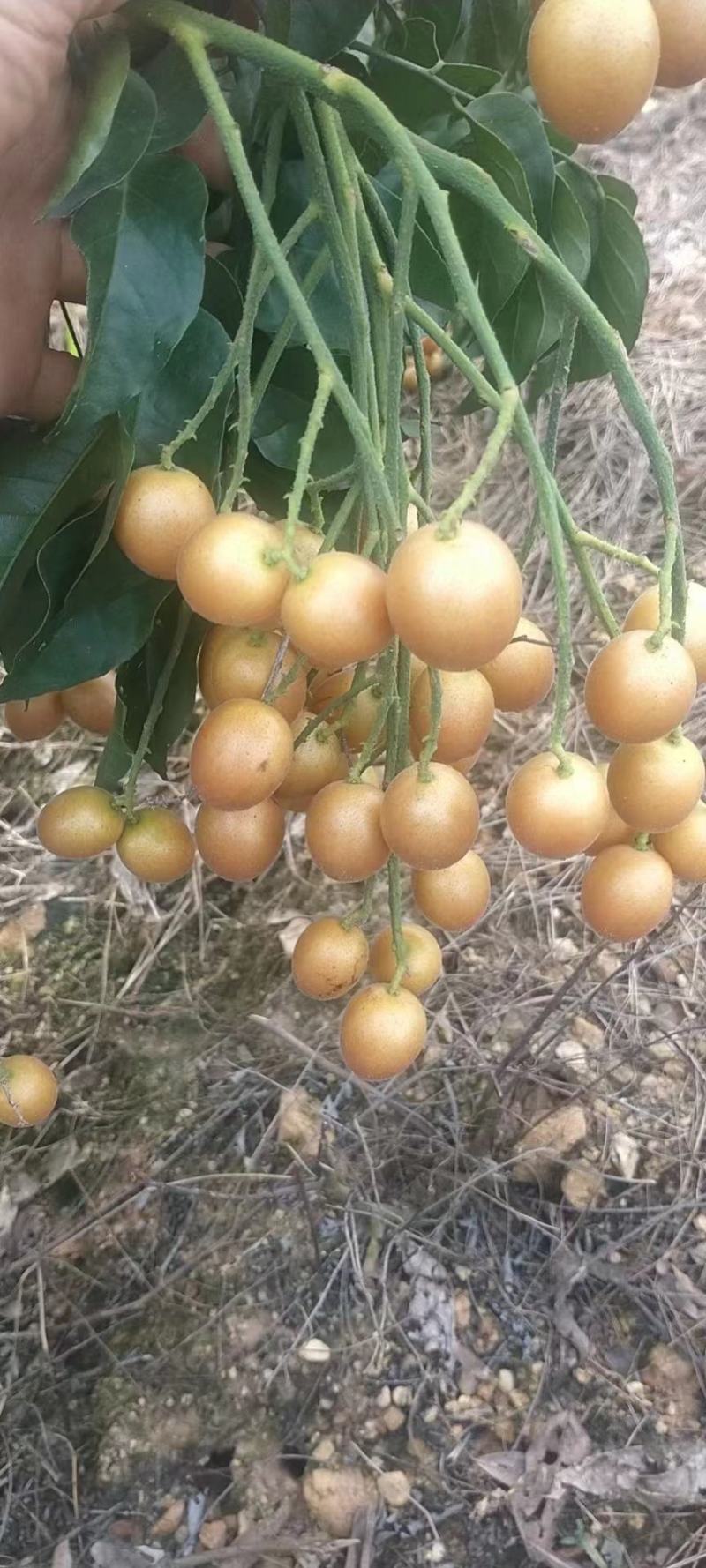 黑金刚