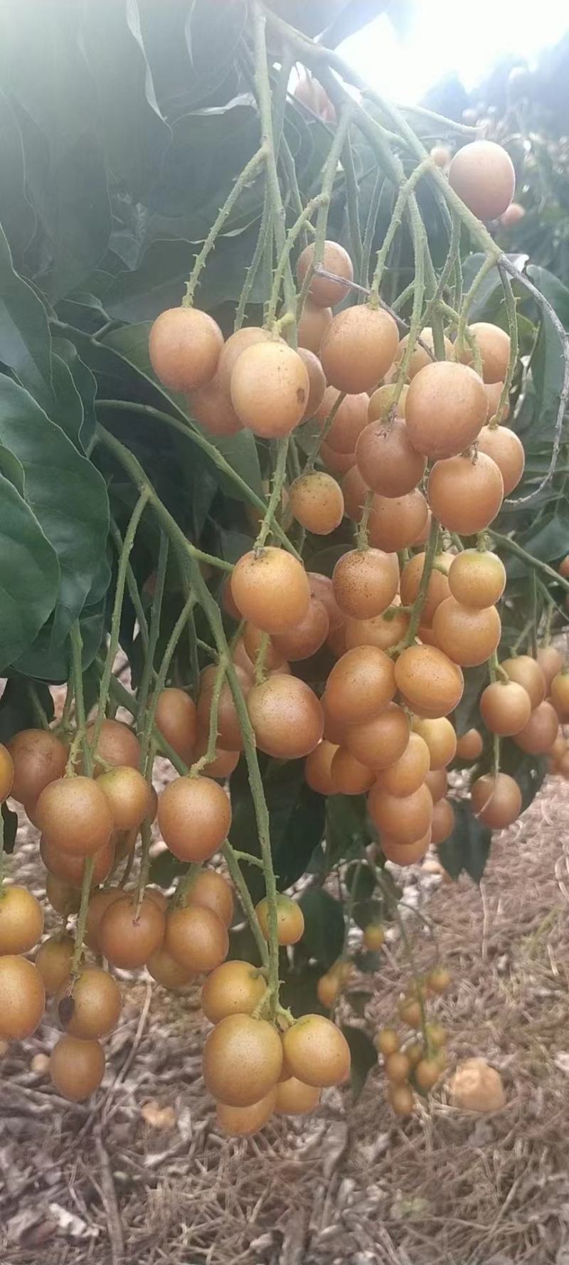 黑金刚