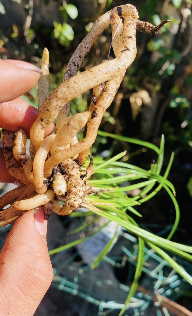 批发零售都可以价格实惠
