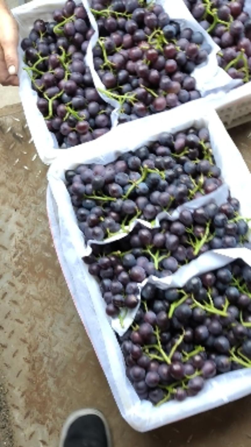 龙口大棚夏黑葡萄大量上市，粒大串大，货源充足，质量保证