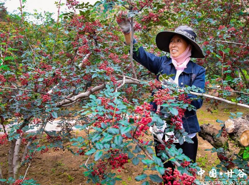 供应甘肃大红袍鲜花椒
