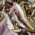 红葱菌干片，红牛肝菌干片，见手青干片，1斤包邮，量大价格
