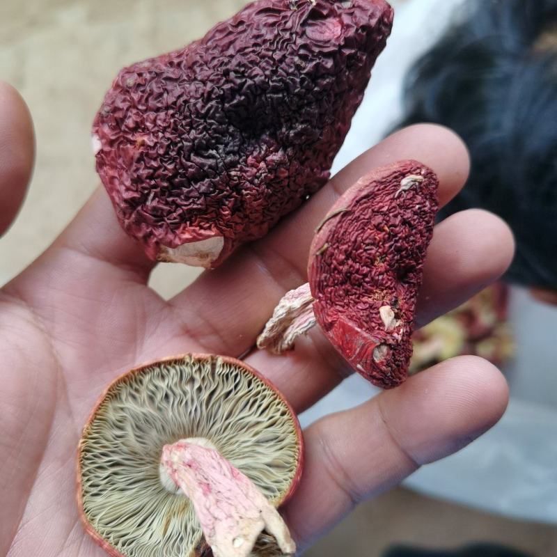 红菇，紫面红菇，蓝底红菇，1斤包邮