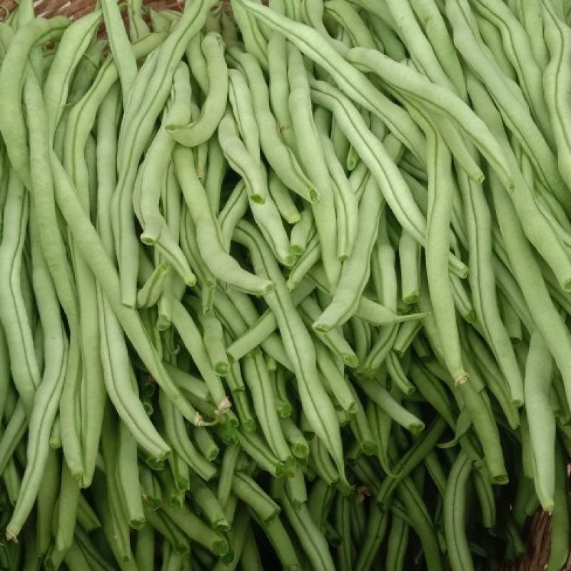 24年徽县新鲜农村架豆王豆角，口感好，产地直发，欢迎咨询