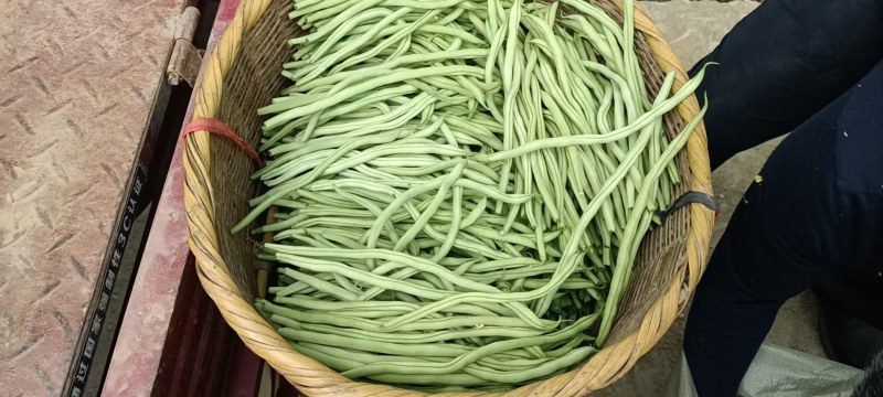 24年徽县新鲜农村架豆王豆角，口感好，产地直发，欢迎咨询