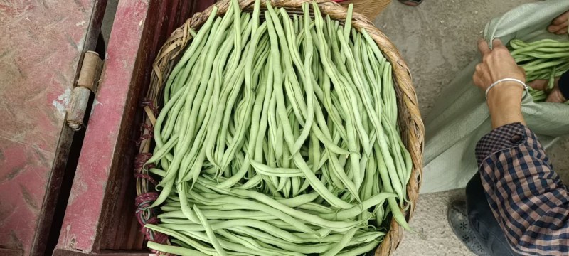 24年徽县新鲜农村架豆王豆角，口感好，产地直发，欢迎咨询