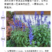 蓝花鼠尾草花种子春秋播种多年生宿根花种庭院阳台盆栽花籽