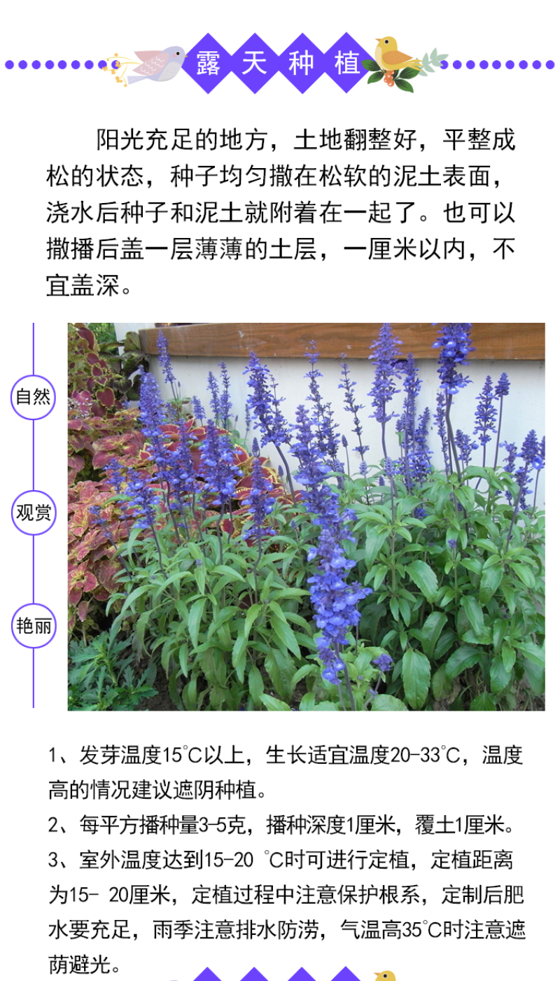 蓝花鼠尾草花种子春秋播种多年生宿根花种庭院阳台盆栽花籽