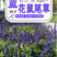 蓝花鼠尾草花种子春秋播种多年生宿根花种庭院阳台盆栽花籽