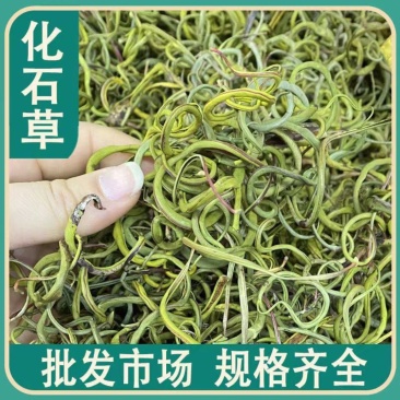 化石草正宗纯绿小叶化石草肾精草小叶肾猫须草结石草
