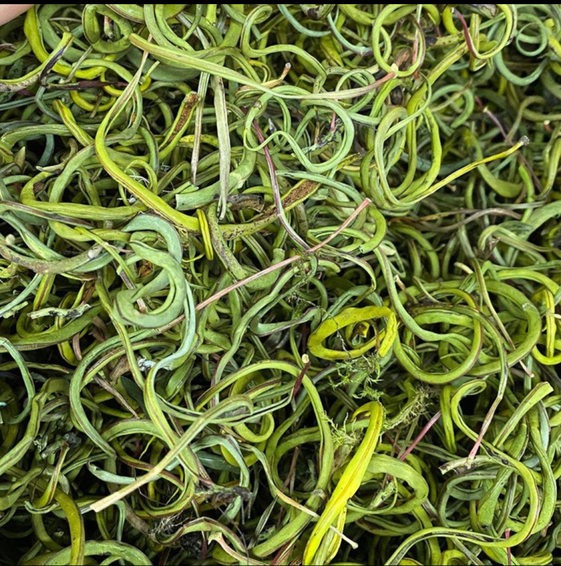 化石草正宗纯绿小叶化石草肾精草小叶肾猫须草结石草