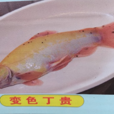 丁桂鱼苗