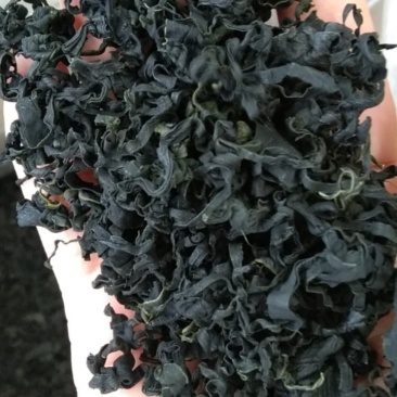 裙带菜中板个头！颗粒螺旋藻！泡发率高无黄叶绿嫩！电商推广