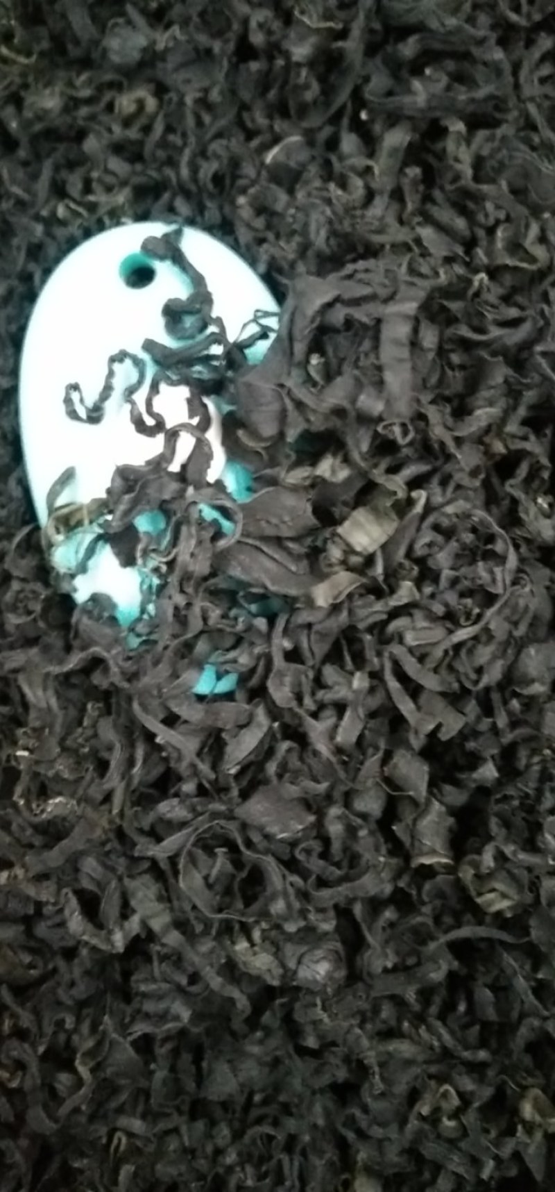 裙带菜中板个头！颗粒螺旋藻！泡发率高无黄叶绿嫩！电商推广