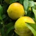 八三黄桃马上上市，适合加工，量大！
