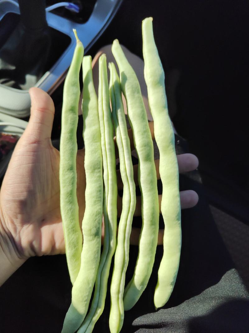 新民暖棚精品白豆大量有货，全国可发