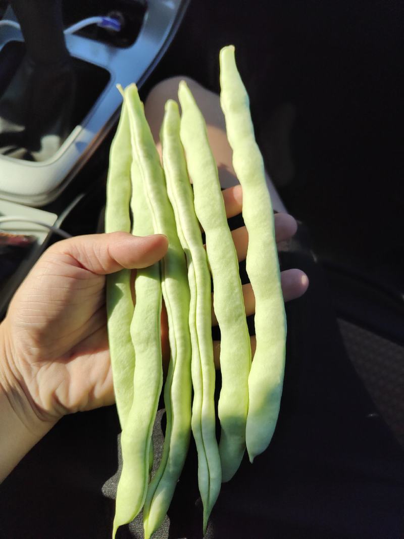 新民暖棚精品白豆大量有货，全国可发