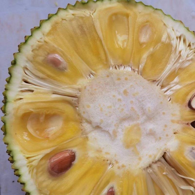 这品质怎么可能会差，珍珠菠萝蜜，果园直发