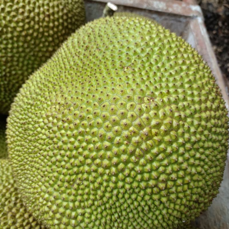 这品质怎么可能会差，珍珠菠萝蜜，果园直发