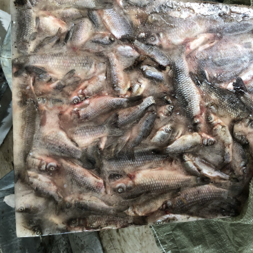 小杂鱼饲料鱼