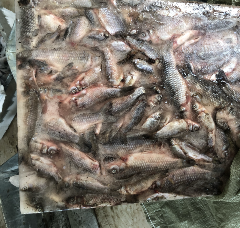 小杂鱼饲料鱼
