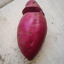 海南儋州紫薯