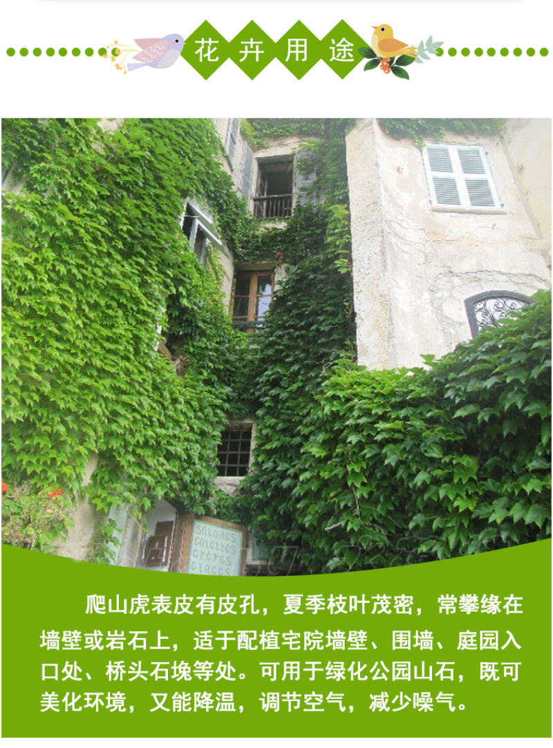 新采爬山虎种子园林绿化行道树苗木种子庭院爬藤植物林木树种
