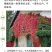 新采爬山虎种子园林绿化行道树苗木种子庭院爬藤植物林木树种