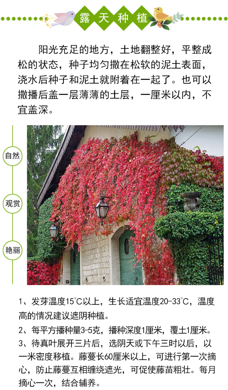 新采爬山虎种子园林绿化行道树苗木种子庭院爬藤植物林木树种