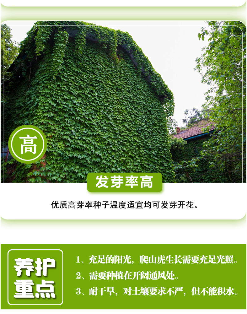 新采爬山虎种子园林绿化行道树苗木种子庭院爬藤植物林木树种