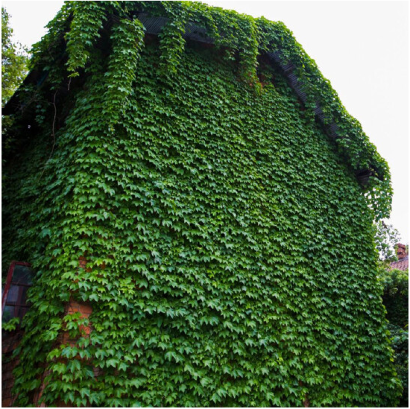新采爬山虎种子园林绿化行道树苗木种子庭院爬藤植物林木树种
