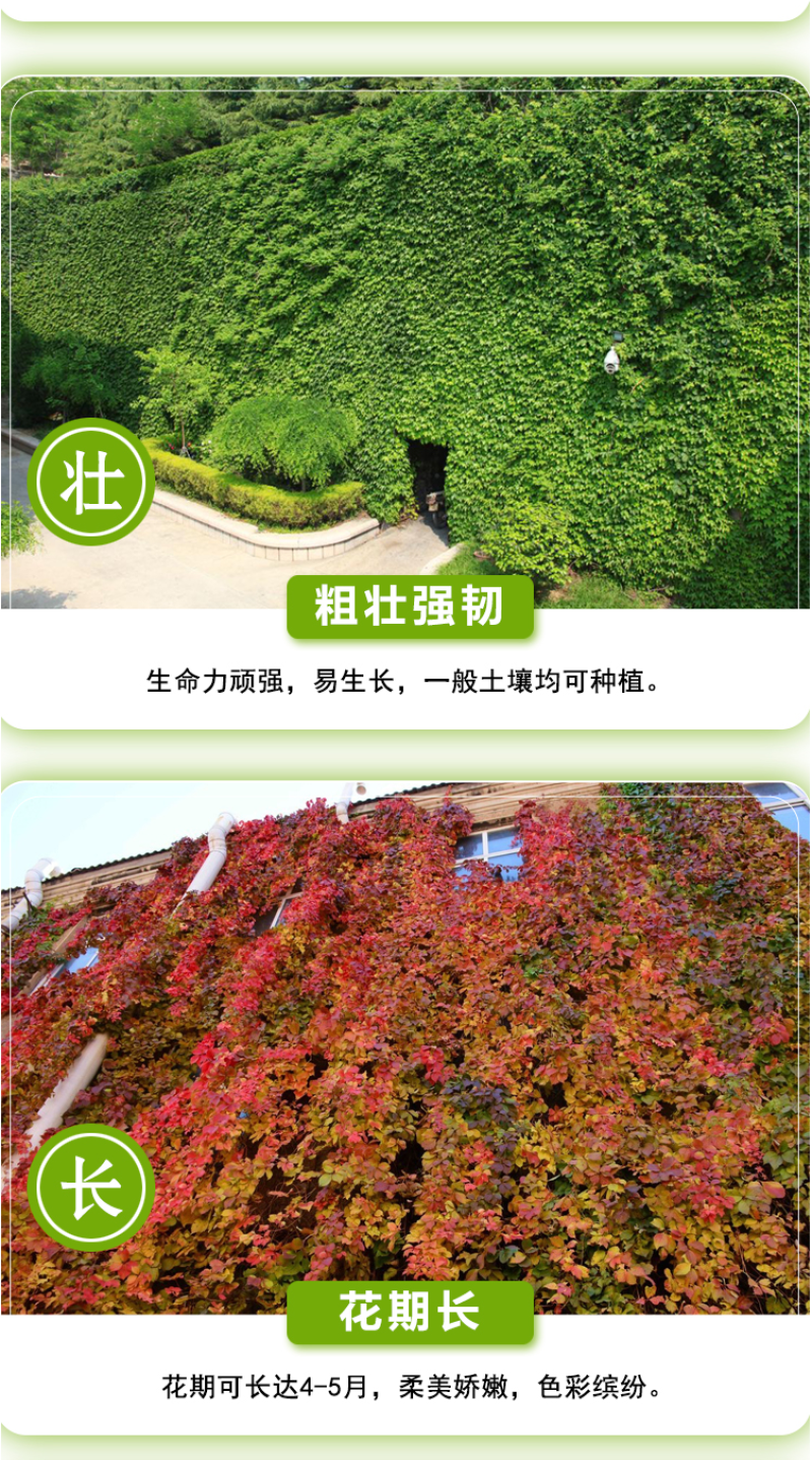 新采爬山虎种子园林绿化行道树苗木种子庭院爬藤植物林木树种