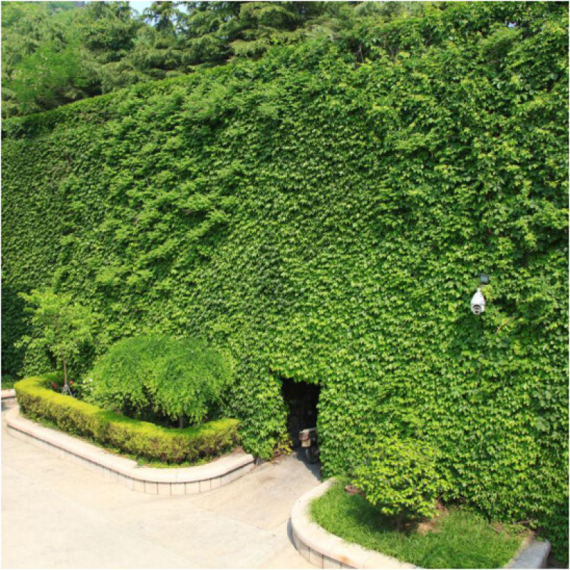 新采爬山虎种子园林绿化行道树苗木种子庭院爬藤植物林木树种