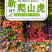 新采爬山虎种子园林绿化行道树苗木种子庭院爬藤植物林木树种