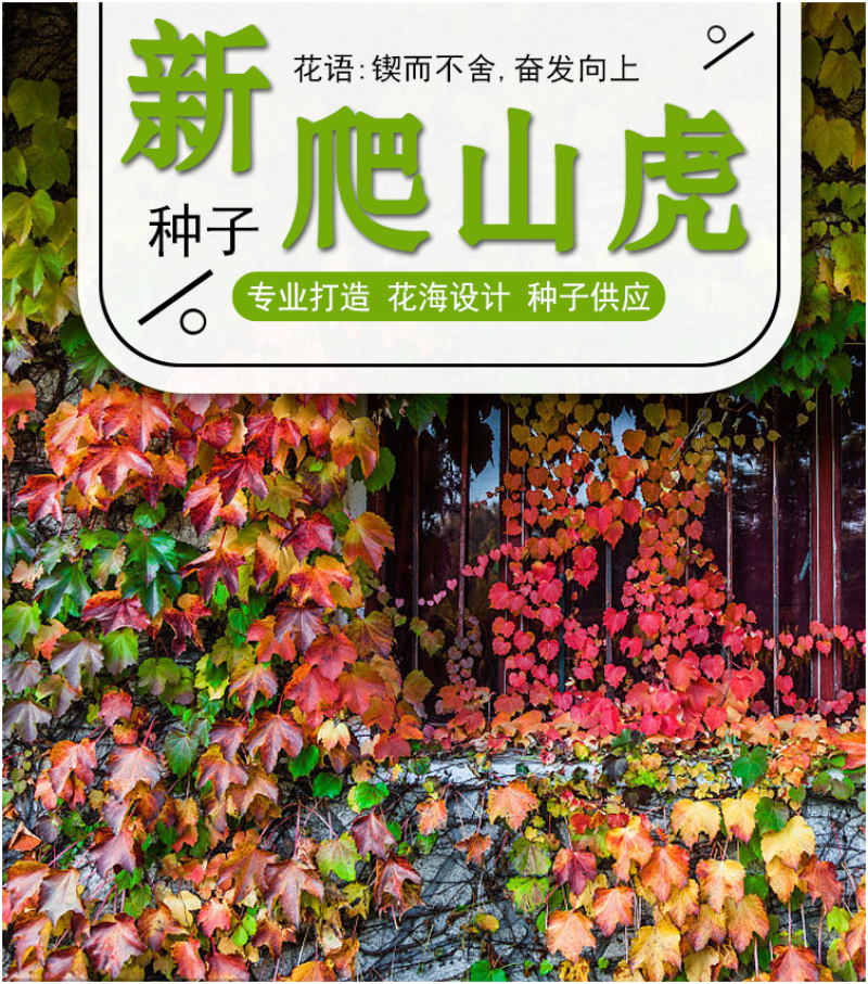 新采爬山虎种子园林绿化行道树苗木种子庭院爬藤植物林木树种
