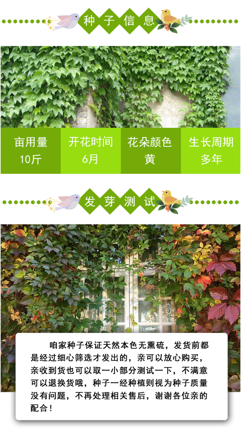新采爬山虎种子园林绿化行道树苗木种子庭院爬藤植物林木树种