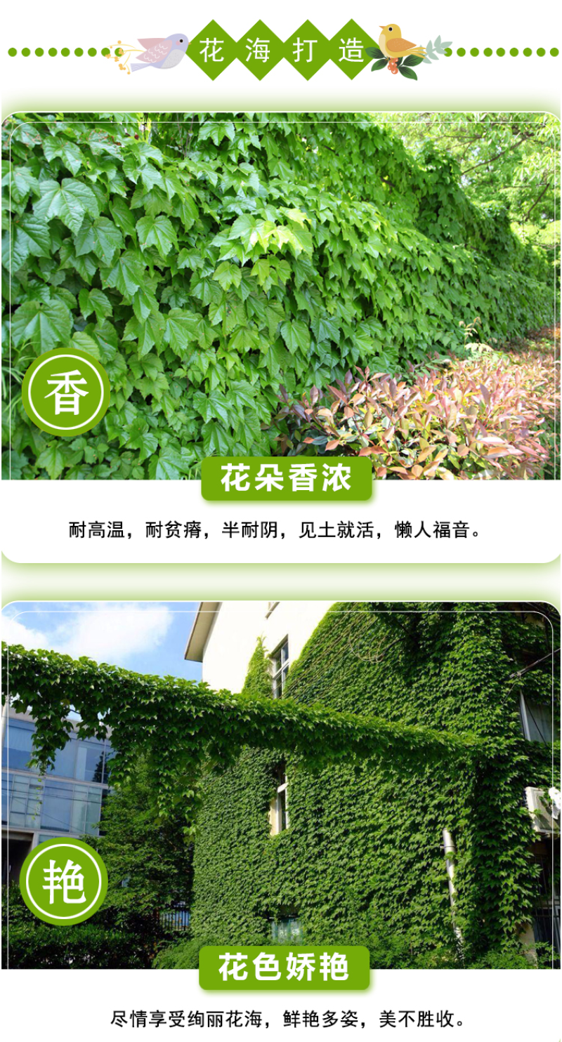新采爬山虎种子园林绿化行道树苗木种子庭院爬藤植物林木树种