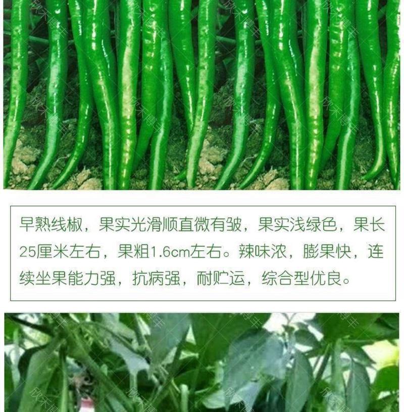 超长香辣线椒种子薄皮特长春秋高产早熟种籽阳台四季辣椒蔬菜