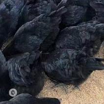 散养五黑鸡一年8个月