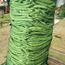 四季豆角翠绿可口，商超批发品质保证欢迎