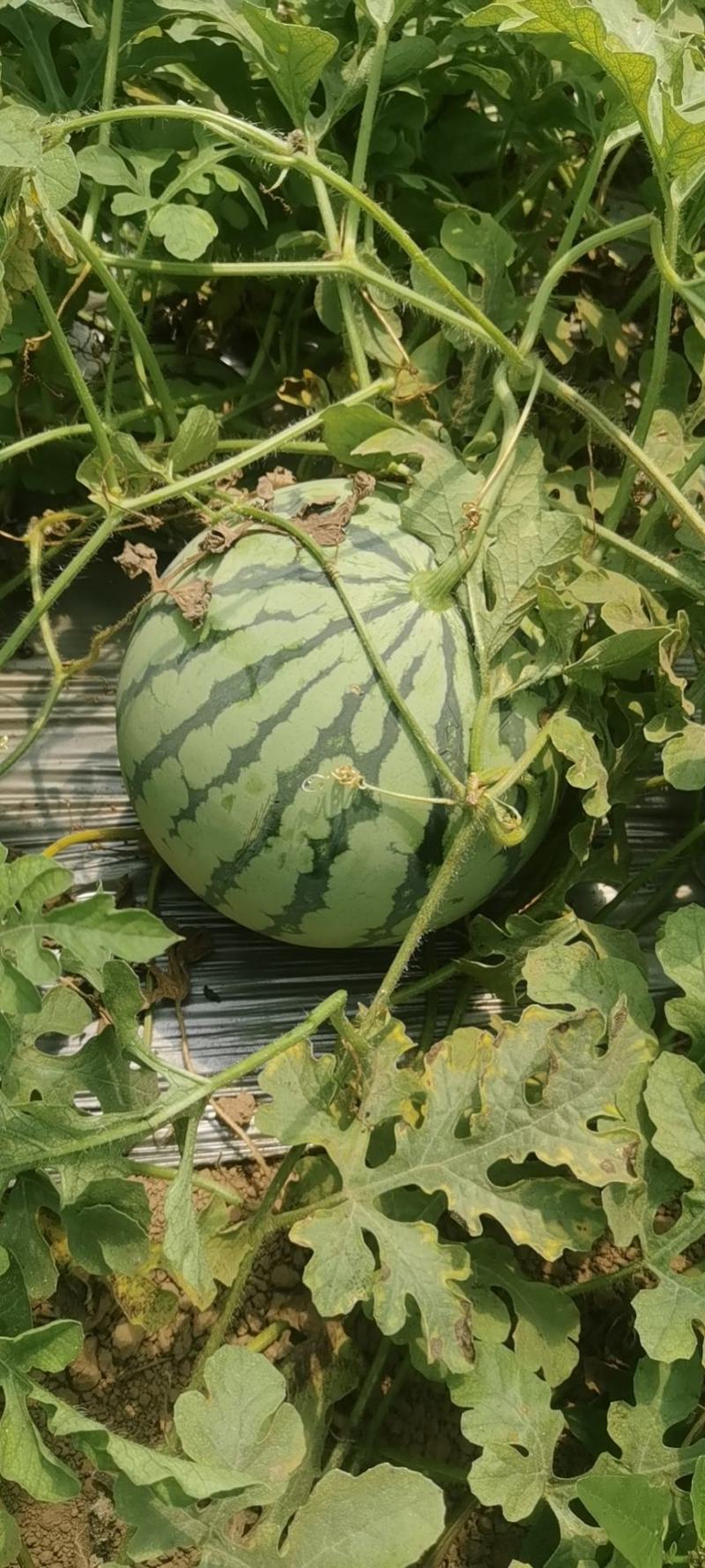 【热销】美都西瓜沙地种植皮薄肉厚甘甜多汁欢迎新老客户来电